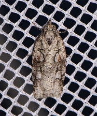 Acropolitis canana
