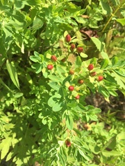 Hypericum ellipticum
