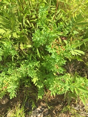 Hypericum ellipticum