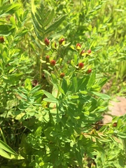 Hypericum ellipticum