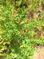 Hypericum ellipticum