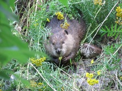 Castor canadensis