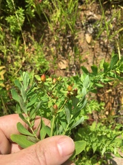 Hypericum ellipticum