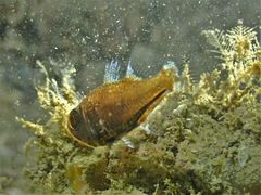 Siphamia corallicola