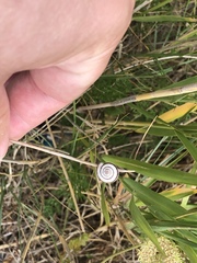 Helicella itala