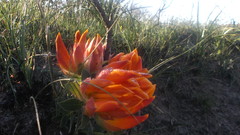 Liparia splendens comantha