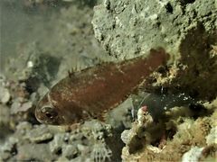 Siphamia corallicola