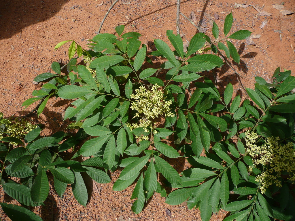 Trichilia monadelpha