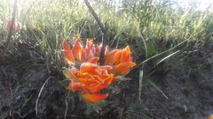 Liparia splendens comantha