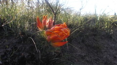 Liparia splendens comantha