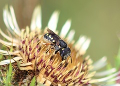 Pseudoanthidium nanum