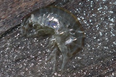 Gammarus mucronatus image