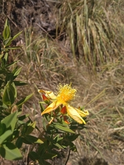 Hypericum mysurense