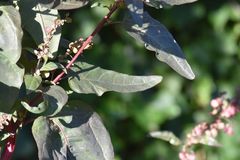 Atriplex hortensis