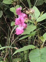 Impatiens glandulifera