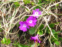Primula hirsuta