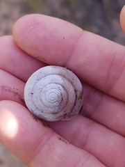Ponderconcha murphyi