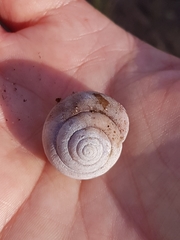 Ponderconcha murphyi
