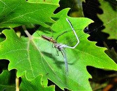 Platycnemis