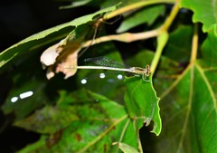 Platycnemis