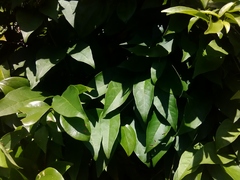 Bignonia capreolata