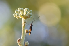 Doryctes leucogaster