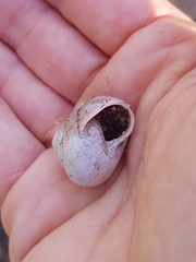 Ponderconcha murphyi