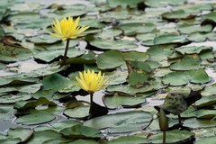 Nymphaea mexicana