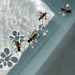 Polistes gallicus