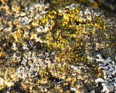 Myriolecis semipallida