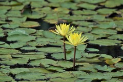 Nymphaea mexicana
