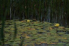 Nymphaea mexicana