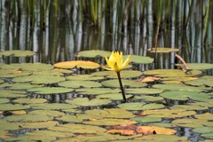 Nymphaea mexicana