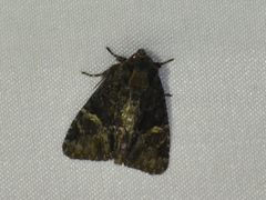 Phosphila turbulenta