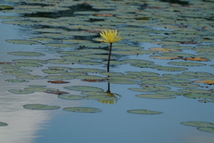Nymphaea mexicana