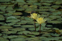 Nymphaea mexicana
