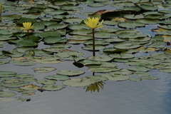 Nymphaea mexicana