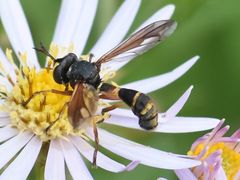 Physocephala rufipes