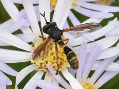 Physocephala rufipes