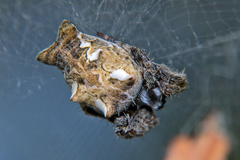 Cyrtophora citricola