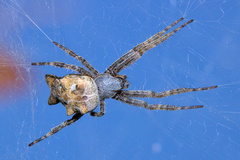 Cyrtophora citricola