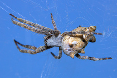 Cyrtophora citricola