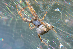 Cyrtophora citricola