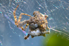 Cyrtophora citricola