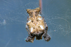 Cyrtophora citricola