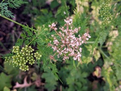 Aethusa