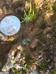 Eriospermum proliferum