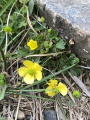 Ranunculus formosa-montanus