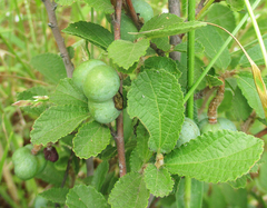 Grewia avellana