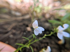 Linaria repens